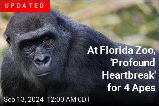 Florida Zoo Loses 3 Apes to Intestinal Illness