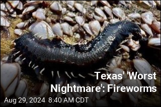 Texas, Meet &#39;Your Worst Nightmare&#39;