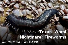 Texas, Meet 'Your Worst Nightmare'