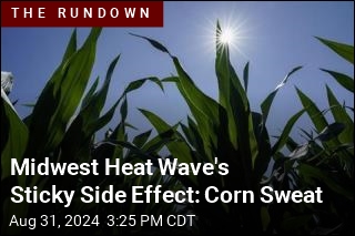 Midwest Heat Wave&#39;s Sticky Side Effect: Corn Sweat