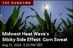 Midwest Heat Wave&#39;s Sticky Side Effect: Corn Sweat