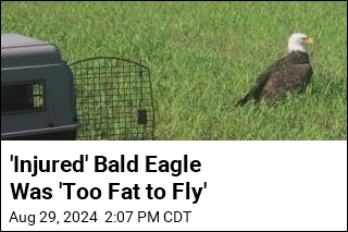 &#39;Injured&#39; Bald Eagle Was &#39;Too Fat to Fly&#39;