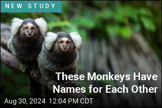 We&#39;re Not the Only Primates to Use Names