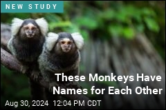 We&#39;re Not the Only Primates to Use Names