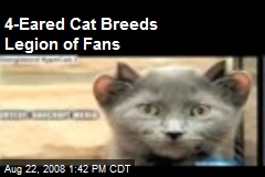 4-Eared Cat Breeds Legion of Fans