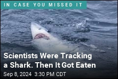 Scientists Were Tracking a Shark. Then the Data Got Weird