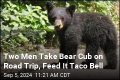 They Took Bear Cub on 10-Hour Drive, Fed It Taco Bell