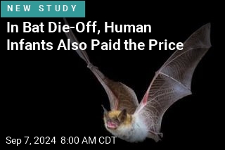 Want to Save Babies? Protect Bats