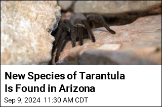 New Species of Tarantula Is Found in Arizona