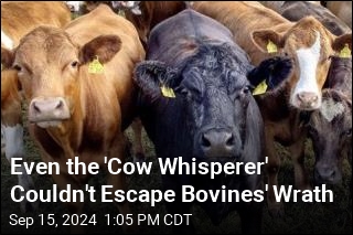 Even the &#39;Cow Whisperer&#39; Couldn&#39;t Escape Bovines&#39; Wrath