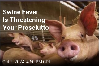 Swine Fever Is Threatening Your Prosciutto