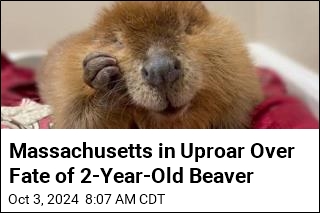 Massachusetts in Uproar Over Fate of 2-Year-Old Beaver