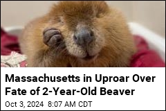 Massachusetts in Uproar Over Fate of 2-Year-Old Beaver