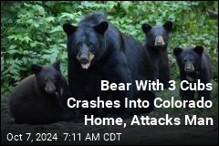 Bear With 3 Cubs Busts Into Colorado Home, Attacks Man