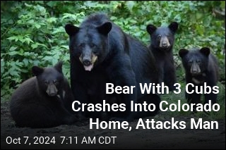 Bear With 3 Cubs Busts Into Colorado Home, Attacks Man