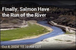 Finally, Salmon Have the Run of the River