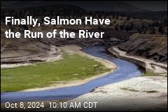 Finally, Salmon Have the Run of the River