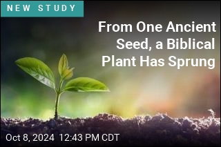 From One Ancient Seed, a Biblical Plant Has Sprung