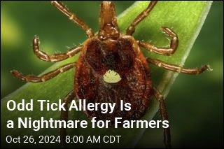 Odd Tick Allergy Is a Nightmare for Farmers