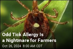 Odd Tick Allergy Is a Nightmare for Farmers