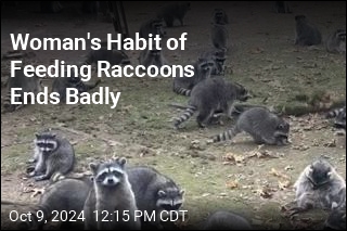 Woman&#39;s Habit of Feeding Raccoons Ends Badly