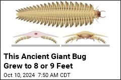 Huge Ancient Bug Had Body of a Millipede, Head of Centipede