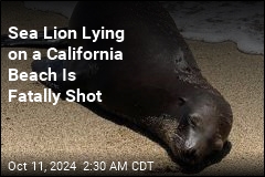 Someone Fatally Shot a Sea Lion at a California Beach