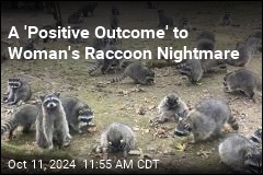 Woman&#39;s Raccoon Nightmare Is Over