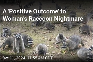 Woman&#39;s Raccoon Nightmare Is Over