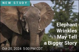 Elephant Wrinkles May Tell a Bigger Story