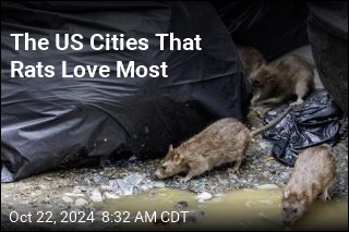 The US Cities That Rats Love Most