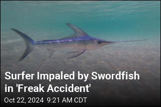 &#39;Freak Accident&#39; Sees Surfer Impaled by Swordfish