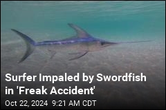 &#39;Freak Accident&#39; Sees Surfer Impaled by Swordfish