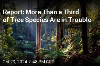 Report: More Than a Third of Tree Species Are in Trouble