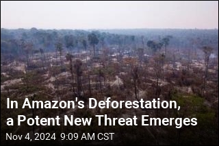 Amazon&#39;s Illegal Loggers Are Using a New Tool: Chemicals