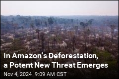 Amazon&#39;s Illegal Loggers Are Using a New Tool: Chemicals