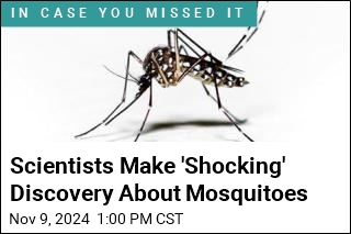 Scientists Call Their Mosquito Discovery &#39;Shocking&#39;