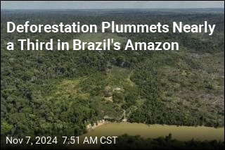 Deforestation Plummets Nearly a Third in Brazil&#39;s Amazon