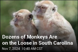 40 Monkeys Escape SC Research Facility