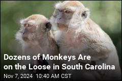 40 Monkeys Escape SC Research Facility