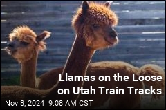 Llamas Escape Owner, Run Free on Utah Train Tracks