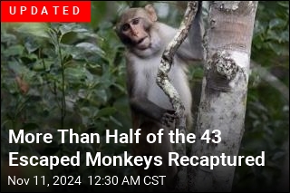 1 Escaped Monkey Found, 42 Buddies Still Free