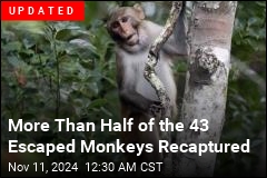 1 Escaped Monkey Found, 42 Buddies Still Free