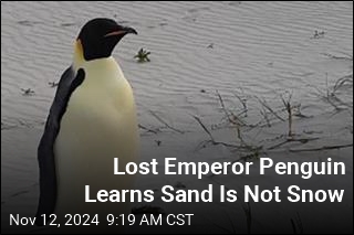 Lost Emperor Penguin Learns Sand Is Not Snow