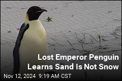 Lost Emperor Penguin Learns Sand Is Not Snow