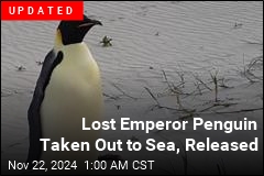 Lost Emperor Penguin Learns Sand Is Not Snow