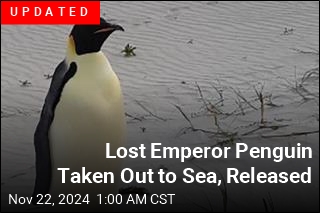 Lost Emperor Penguin Learns Sand Is Not Snow