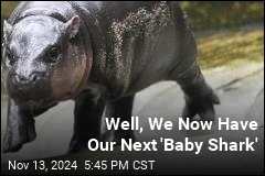 Viral Baby Hippo Gets Her Own Song