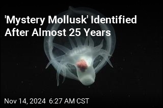 &#39;Mystery Mollusk&#39; Identified After Almost 25 Years