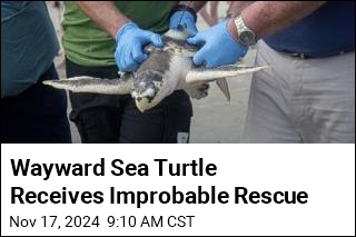 Wayward Sea Turtle Receives Improbable Rescue